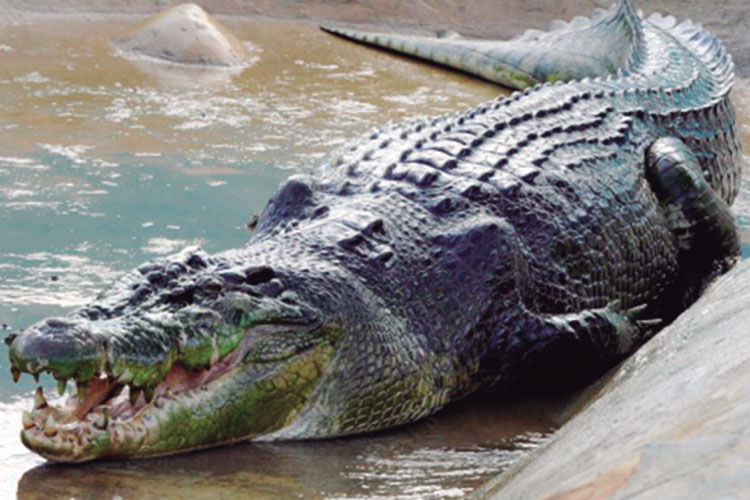 Lolong, el cocodrilo más grande del mundo