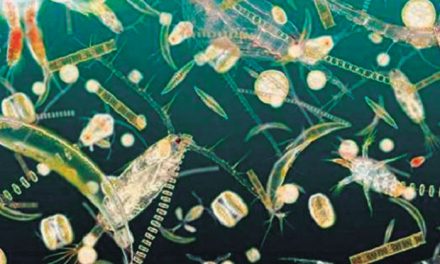 El “plancton”, la vida errante de los mares