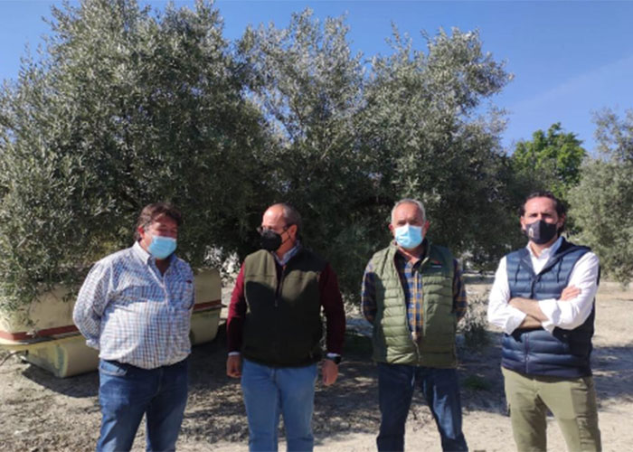 Una veintena de personas participa en un curso práctico de poda del olivar en El Madroño