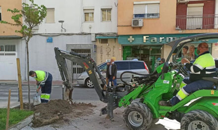 El Ayuntamiento de Jaén programa hasta marzo una campaña de reposición de arbolado en 80 calles de la ciudad
