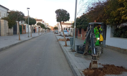 El Ayuntamiento de Jaén avanza en los trabajos de reposición y nueva plantación de arbolado en distintas zonas de la capital